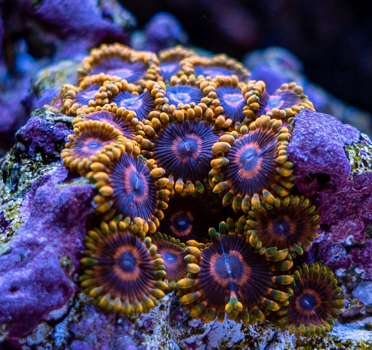 Zoas & Palys