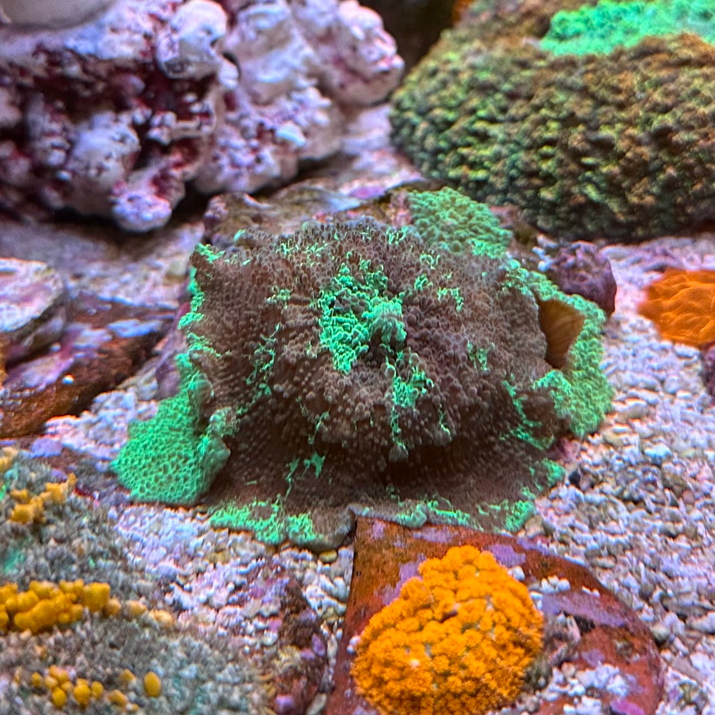 珊瑚のディッシュ Mushrooms – Chief Reef Corals