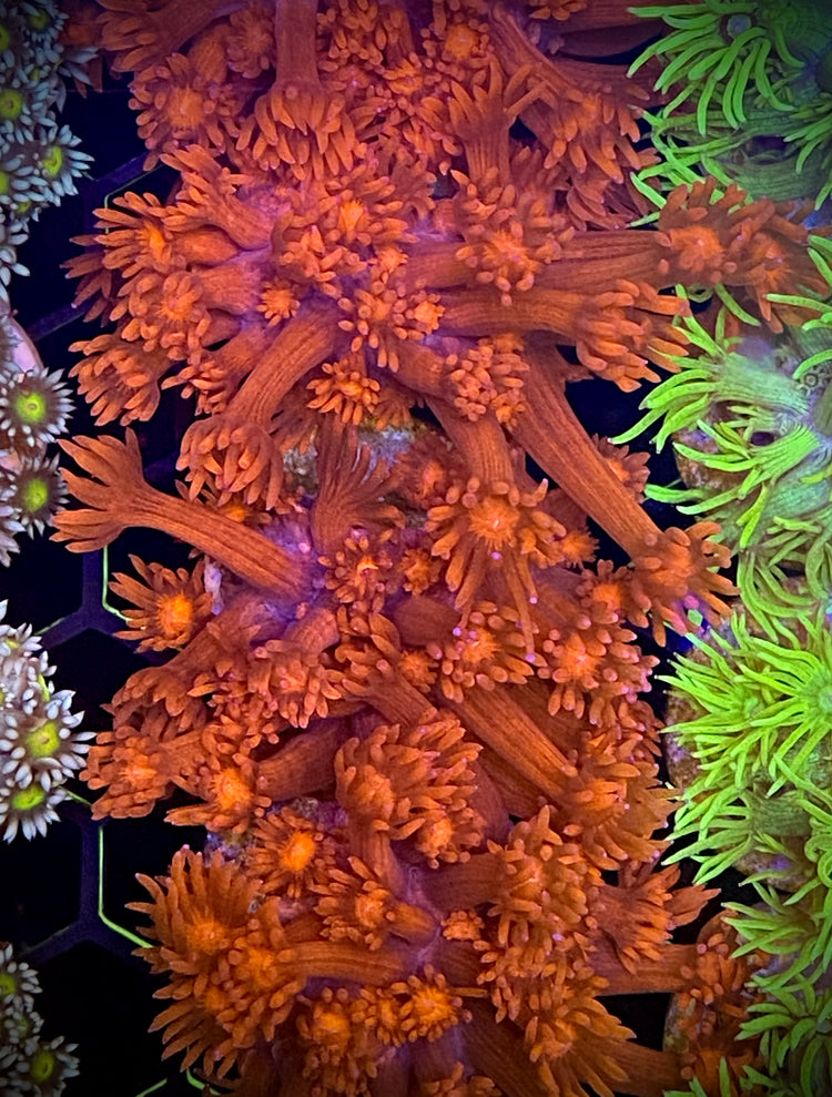 Goniopora