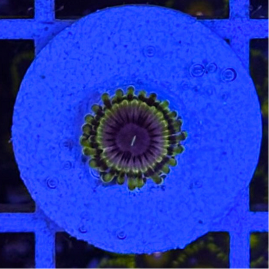 Mardi Gras Madness Zoanthid