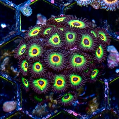 Bob Marley Zoanthid