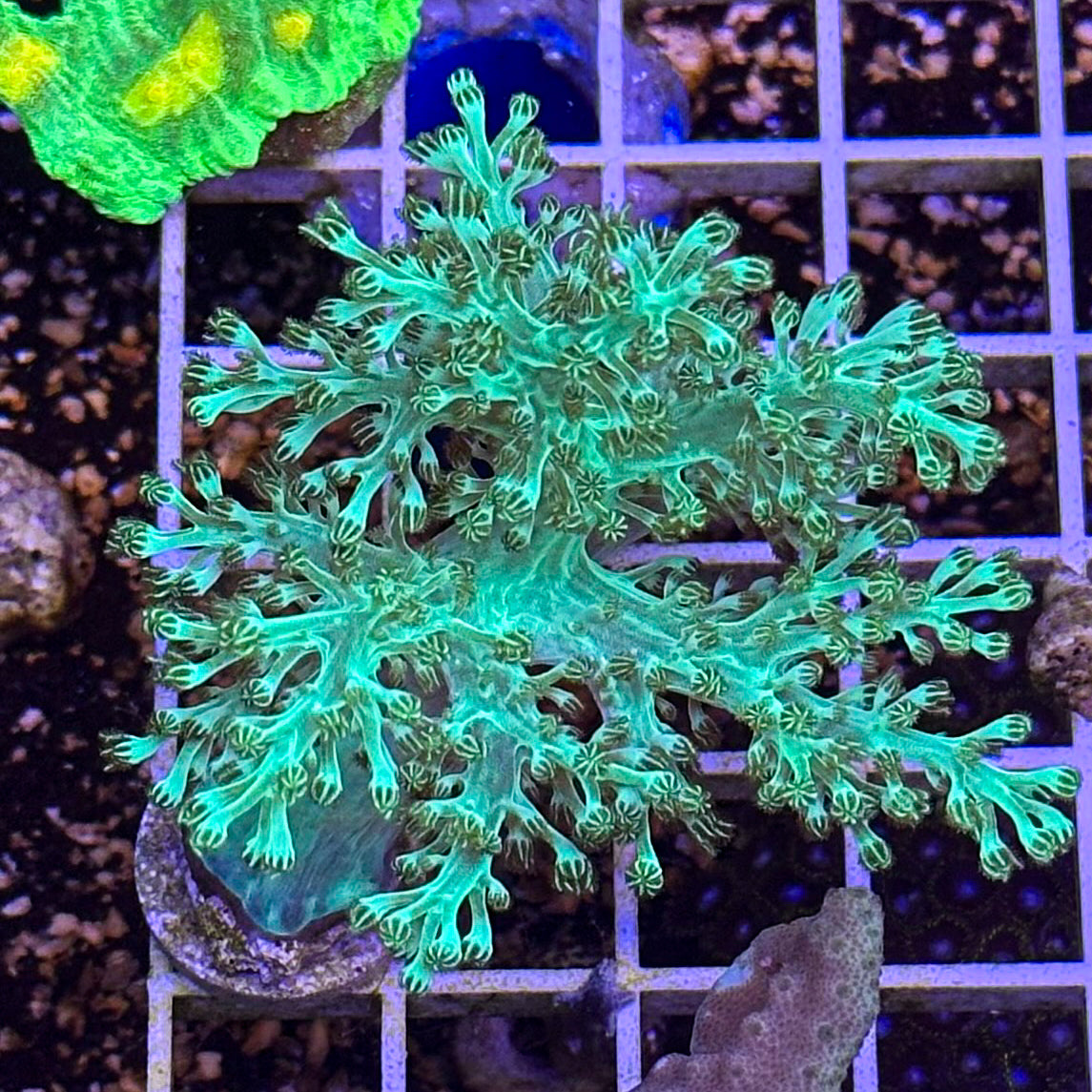 Money Dance Kenya Tree