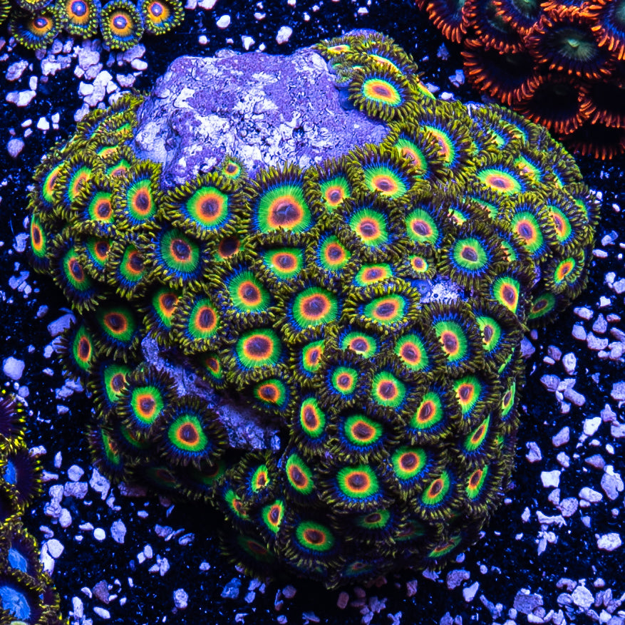 Rasta Zoa