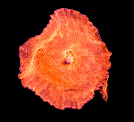 Lava Lamp Orange Discoma Mushroom