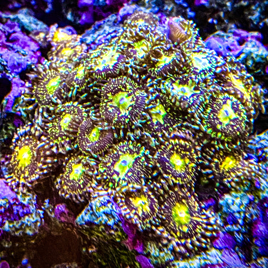 Grim Reaper Zoanthid