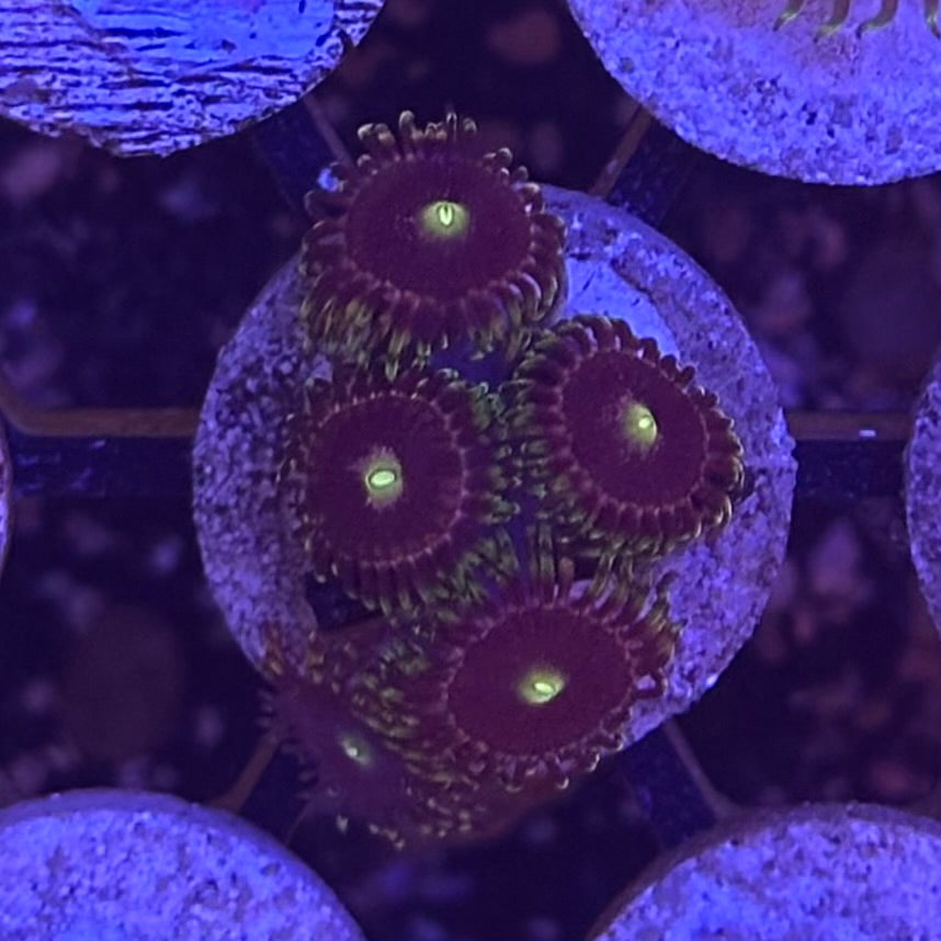 Bozo’s Birthday Zoanthids