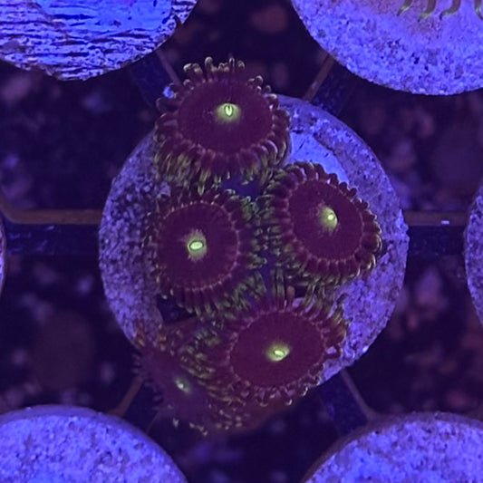 Bozo’s Birthday Zoanthids