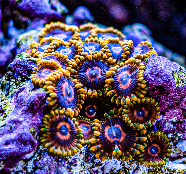 CC Mindtricks Zoanthid – Chief Reef Corals