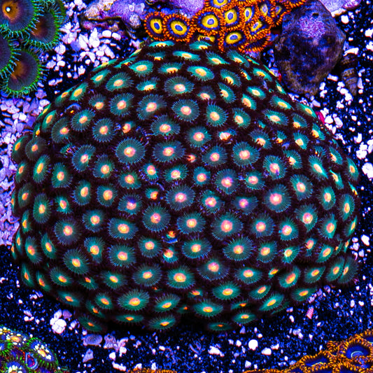 Gorilla Nipple Zoanthid