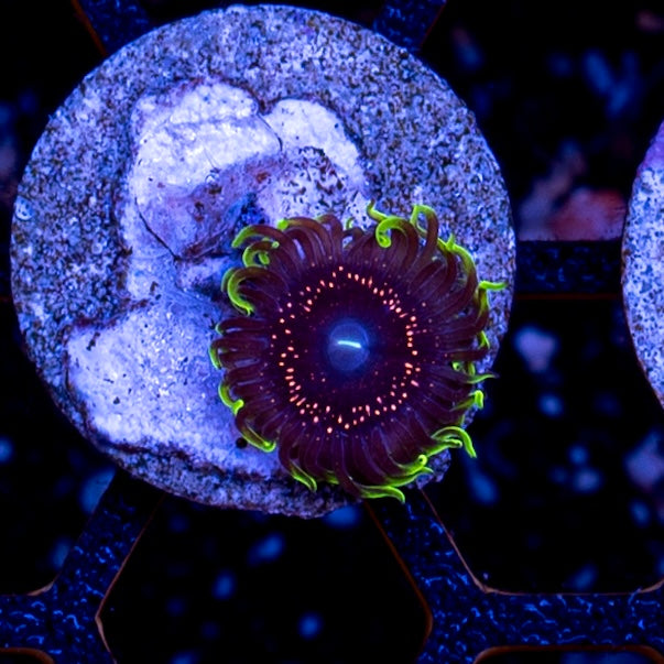 Psychosis Zoanthid