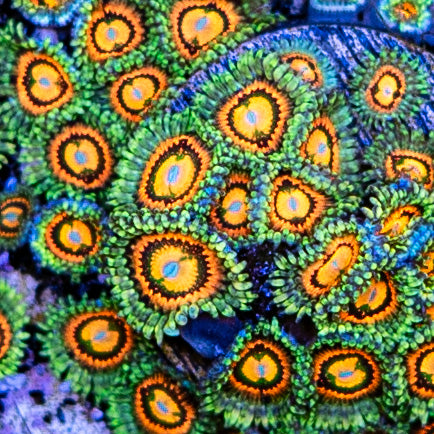 Rainbow Incinerator Zoa