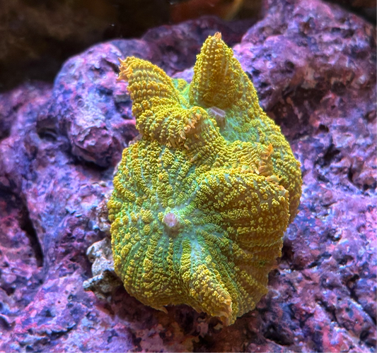 Tequila Sunrise Rhodactis
