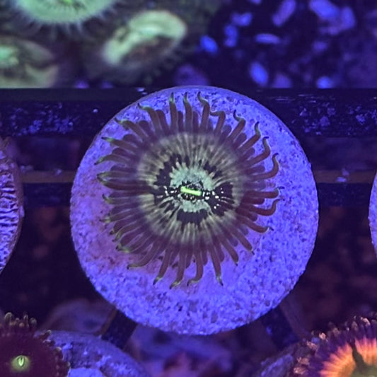 Yeti Zoanthid