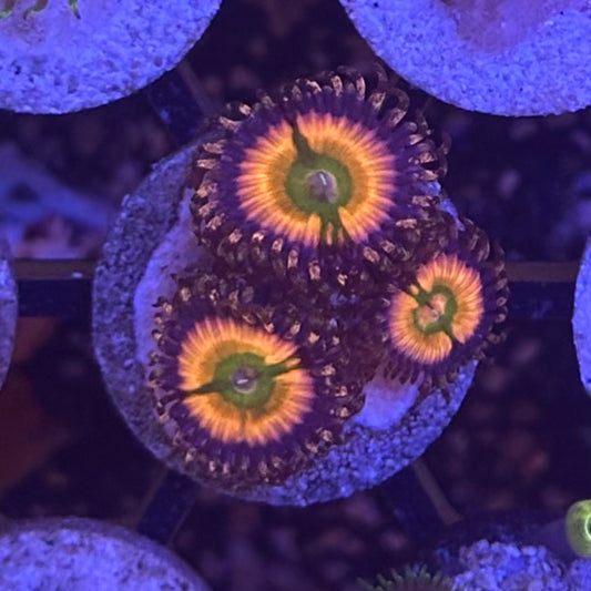 Rainbow Infusion Zoanthid