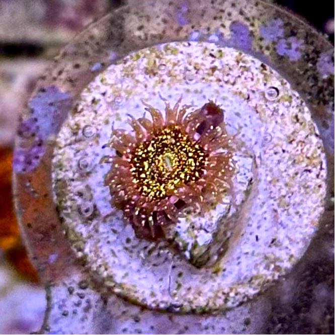 Frankie’s Acid Trip Zoanthid