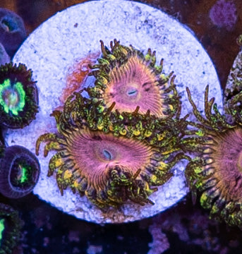 Kamikaze Kush Zoanthid