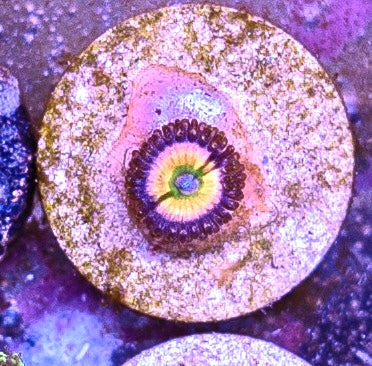 Rainbow Infusion Zoa