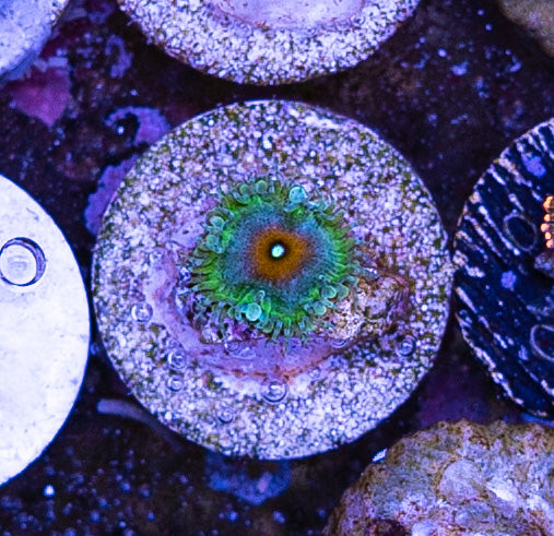 Captain America Palythoa - 1 Polyp