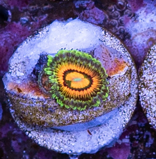 Rainbow Incinerator Zoa - 1 Polyp