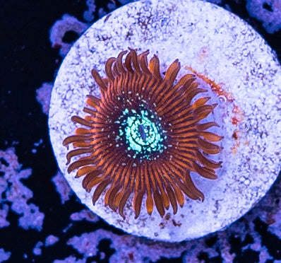 Magician Zoanthid