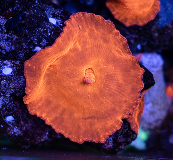 Atomic Orange Discoma