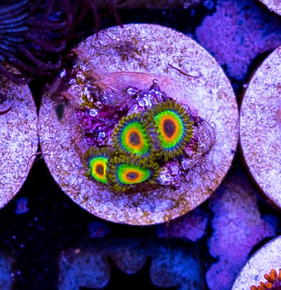 Rasta Zoa