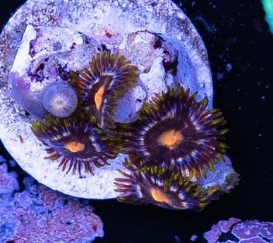 JF Ass Monkey Zoa