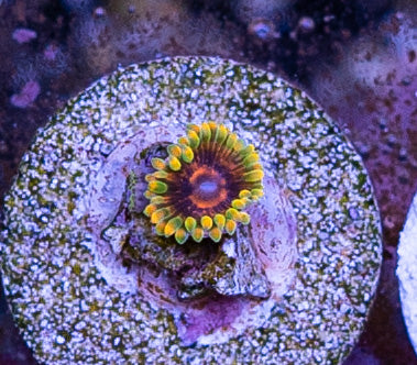 Jedi Mind Tricks Zoa - 1 Polyp