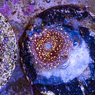 Frankie’s Acid Trip Zoa