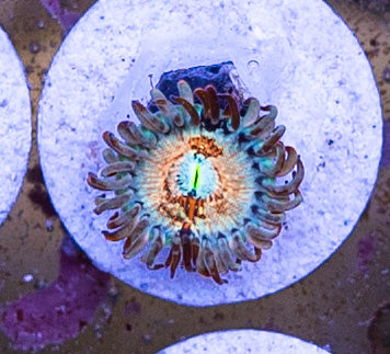 White Zombie Zoa - 1 Polyp