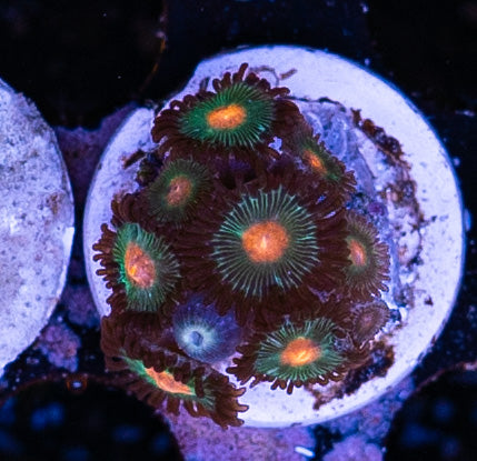 Gorilla Nipple Zoa