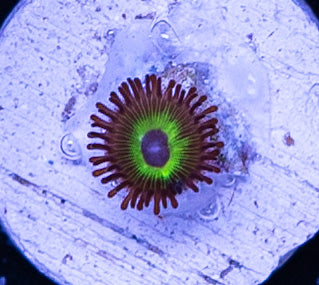 Bob Marley Zoa - 1 Polyp