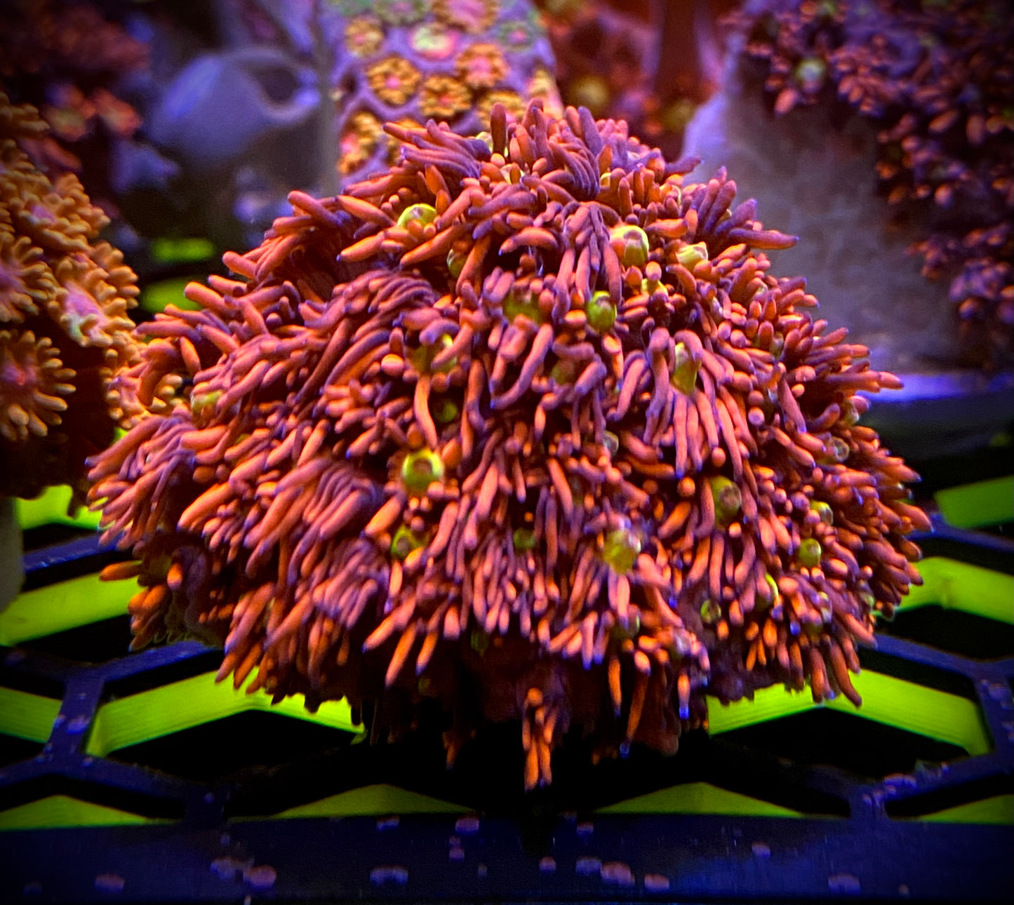 CRC Supernova Goniopora - 1” to 2” Frag
