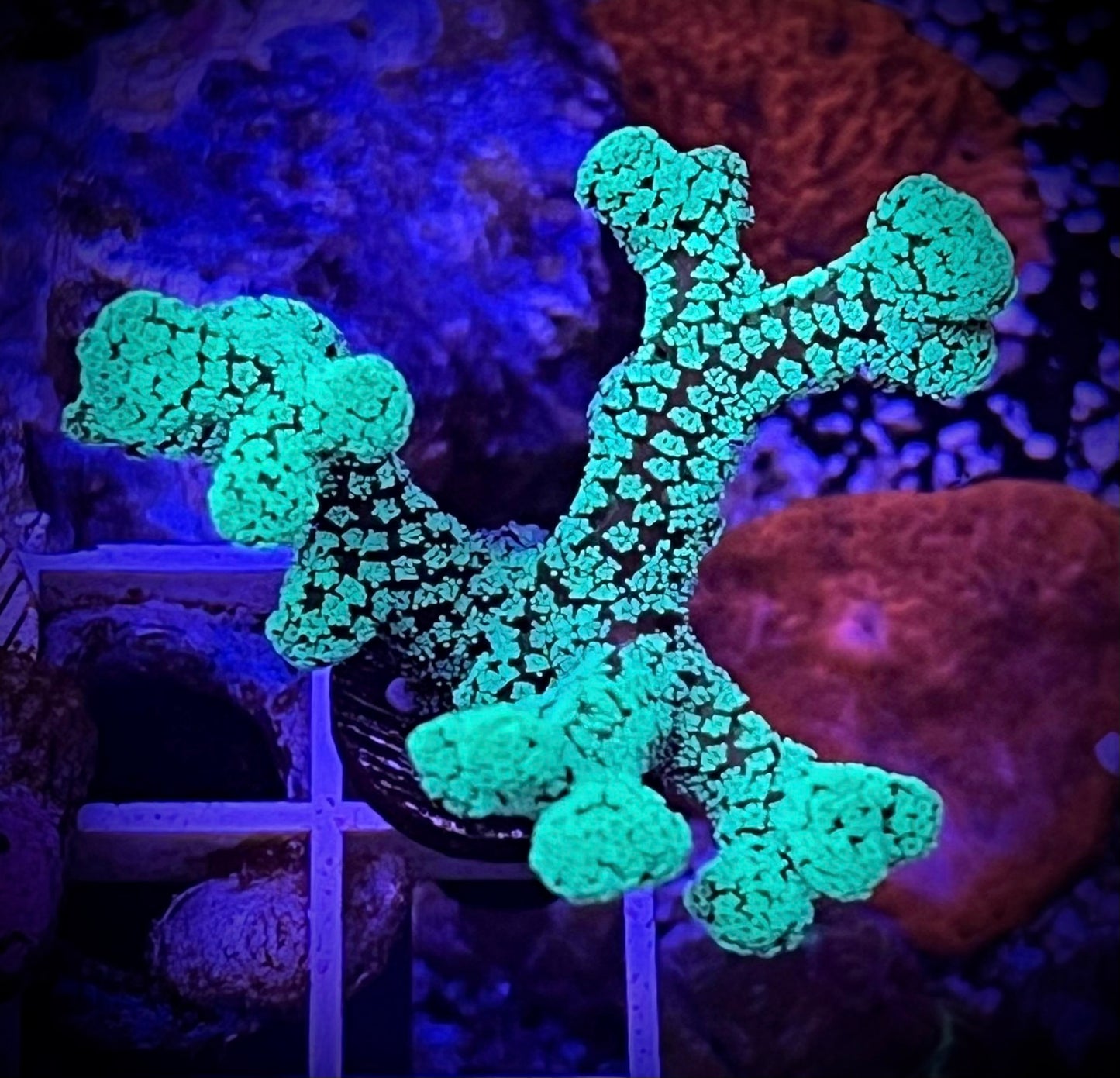 Green Goddess Birdsnest