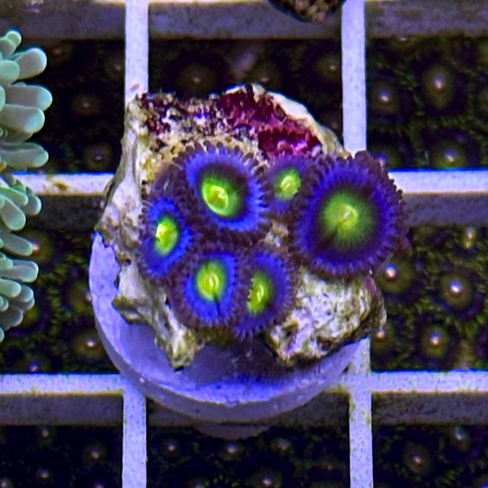 AOI Zoanthids