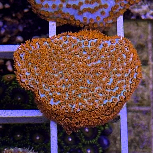 Rainbow Montipora