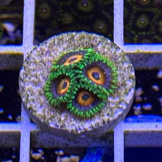 Eagle Eye Zoanthids