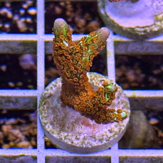 Bubblegum Digitata Montipora