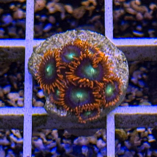 Spitfire Zoanthids