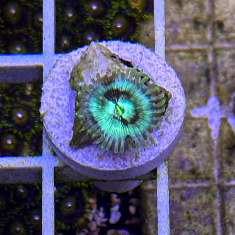 Yeti Zoanthid