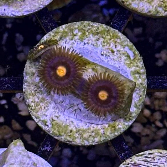 JF Azz Monkey Zoanthids