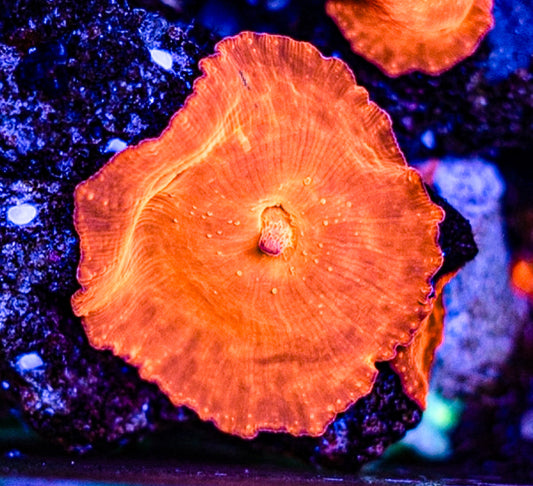 Atomic Orange Discoma Mushroom
