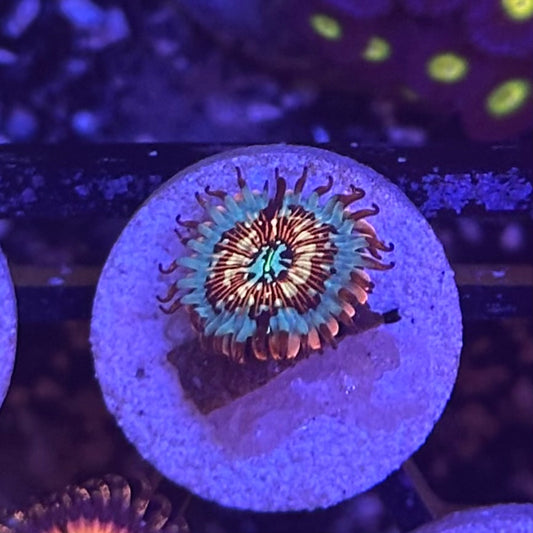 White Zombie Zoanthid