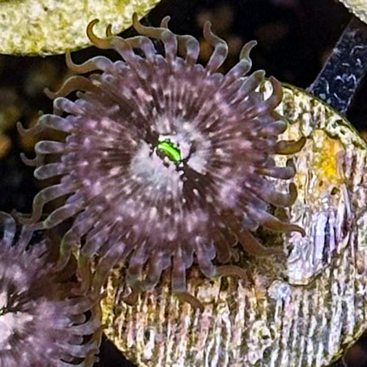 Purple Nebula Zoa
