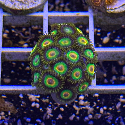 Rasta Zoanthids