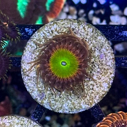 Rainbow Trolls Zoa