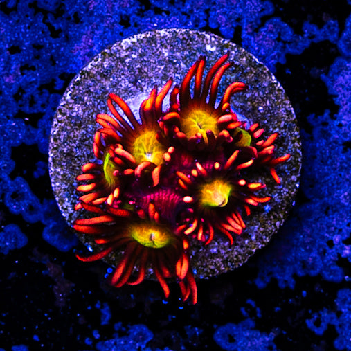 Supernova Goniopora