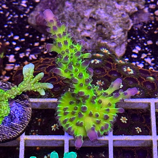 Cali Tort Acropora