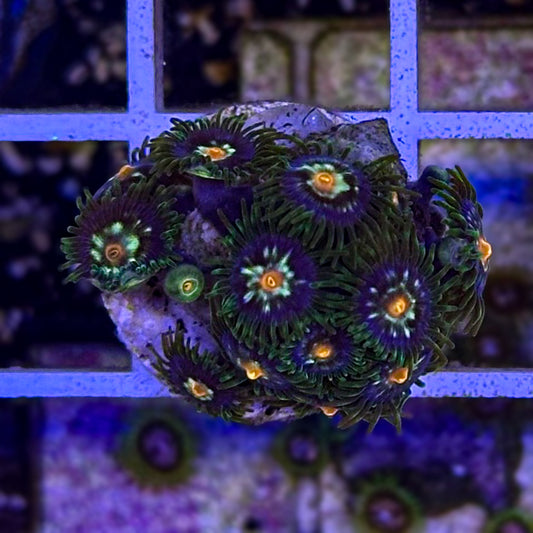 Daisy Cutter Zoanthids