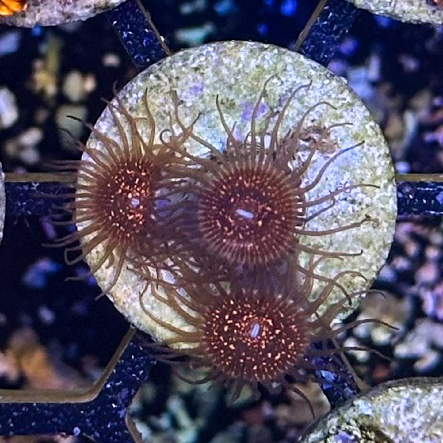Nightmare Zoa